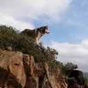 Anarco adlı kullanıcı